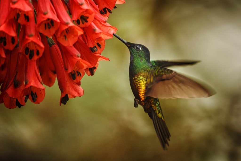 How Much Does A Hummingbird Eat Per Day