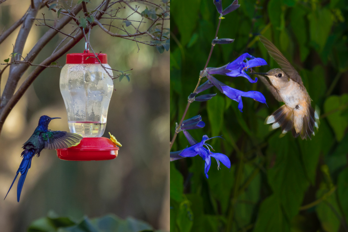 How Much Does A Hummingbird Eat Per Day - Custom dimensions 1200x800 px