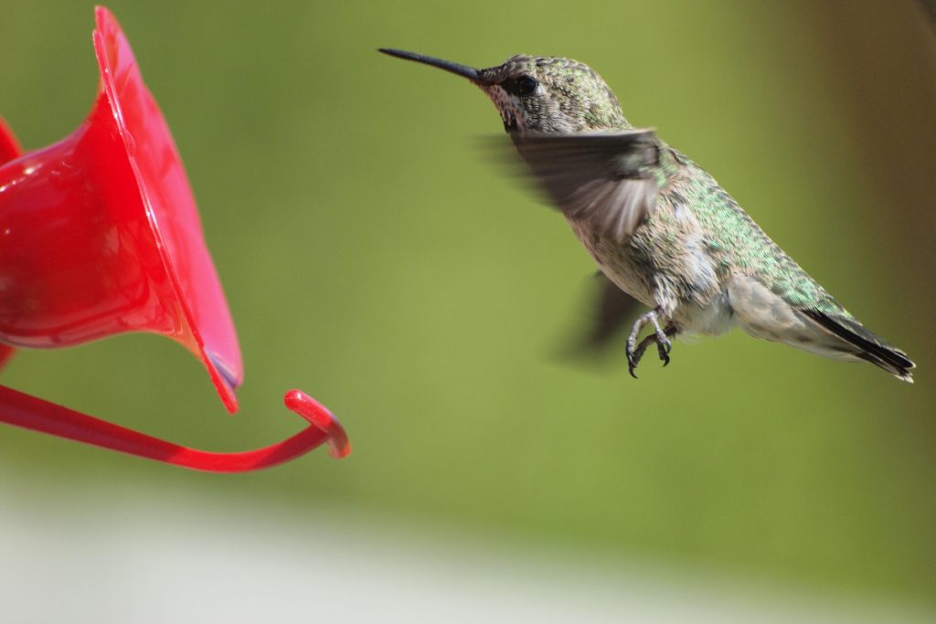 How Much Food Does A Hummingbird Eat Daily