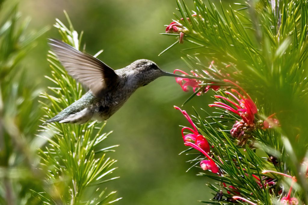 Daily Intake Estimates - Hummingbird Age