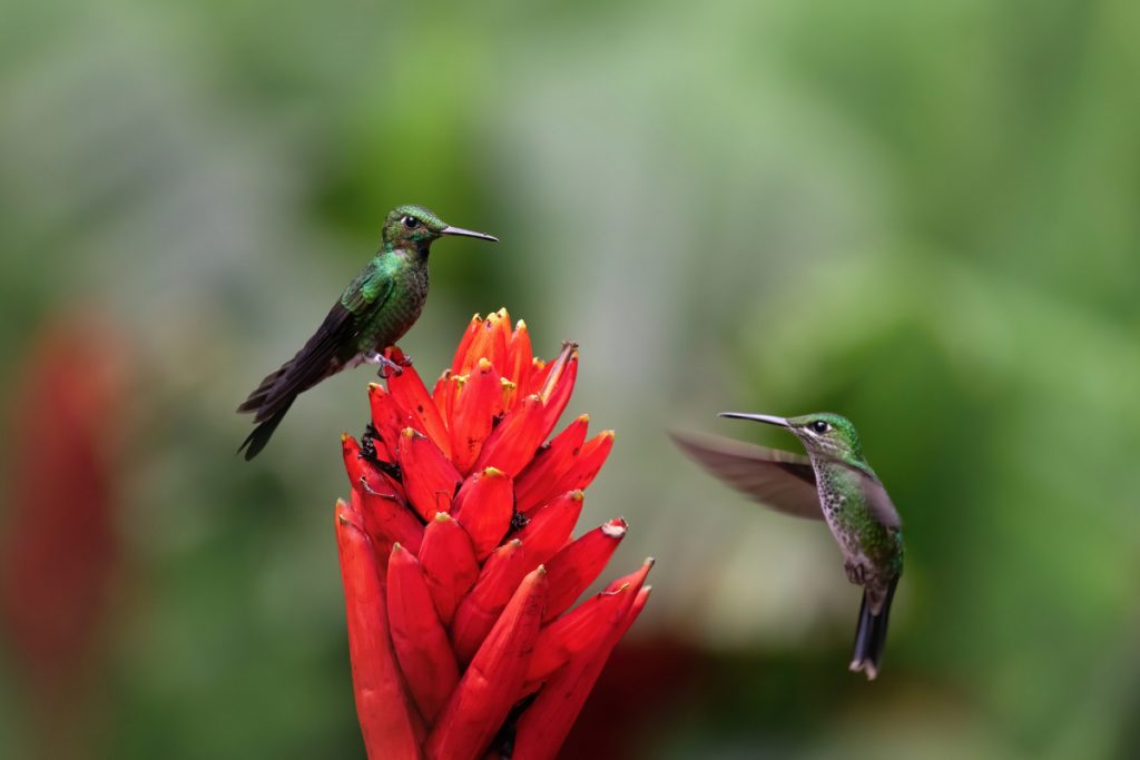 If All Species of Hummingbirds React The Same Way To Storms -