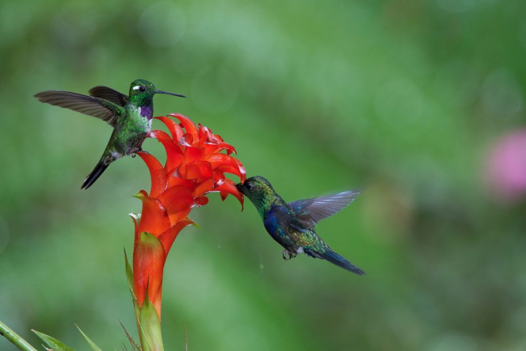 If All Species of Hummingbirds React The Same Way To Storms