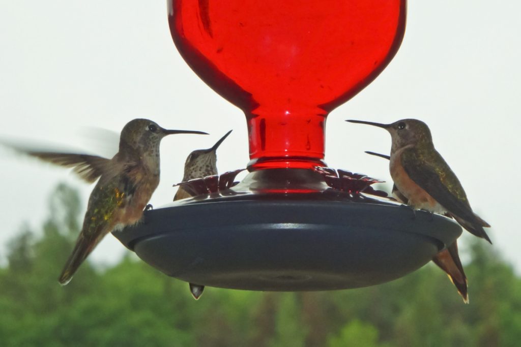 Other Occasional Foods of Hummingbirds