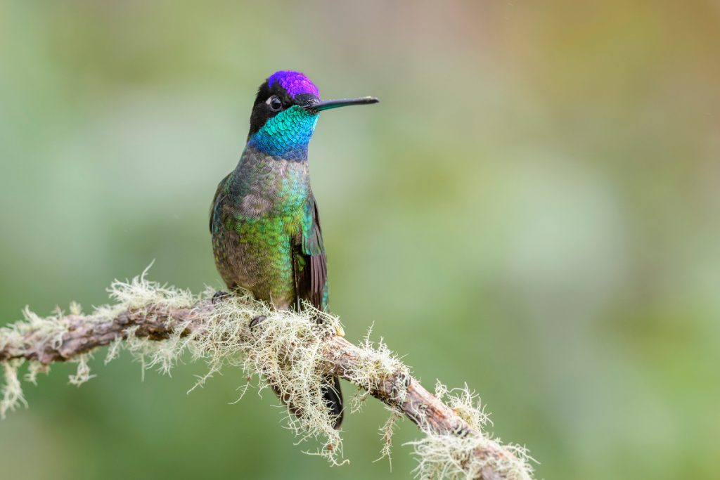 Tiny Insects Provide a Nutrition Boost to Hummingbirds