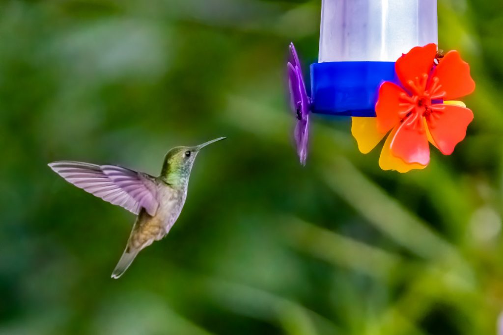 Tips For Keeping Your Garden Hummingbird-friendly in Colorado