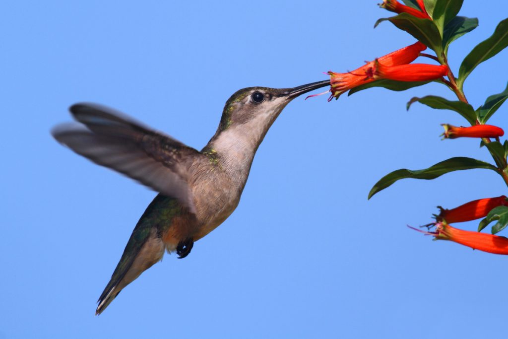 What Do Hummingbirds Really Eat