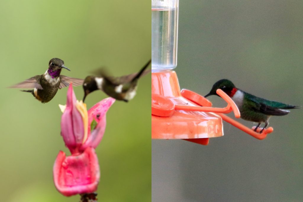 What Kinds Of Hummingbirds Are Commonly Found In Colorado