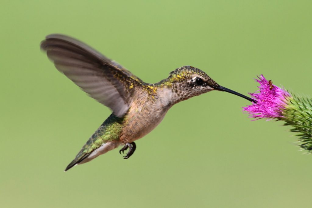 What Kinds Of Plants Should Be Grown To Attract Hummingbirds In Texas