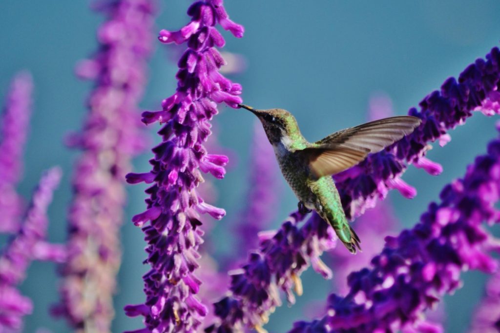 What Kinds Of Plants Should Be Grown To Attract Hummingbirds In Virginia