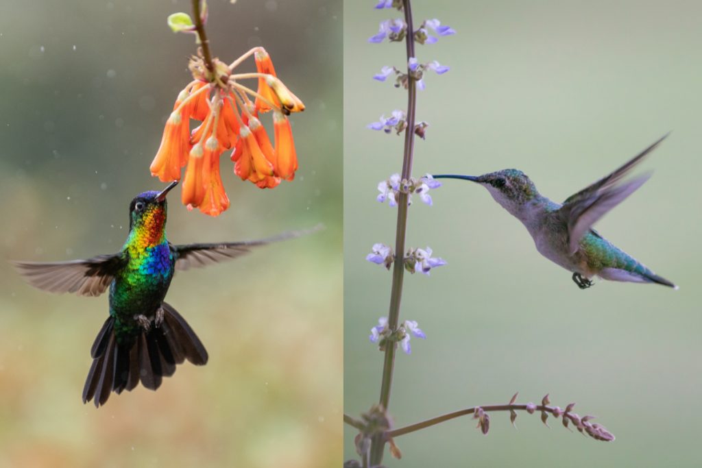 What Species Of Hummingbirds Are Commonly Found In Indiana