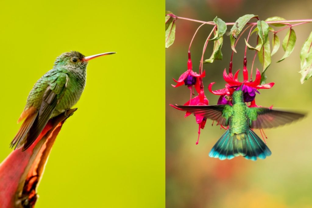 What Species Of Hummingbirds Are Commonly Seen In Virginia