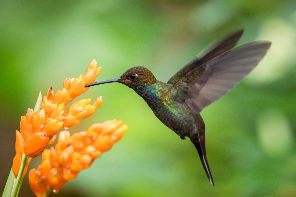 When Do Hummingbirds Leave Indiana -