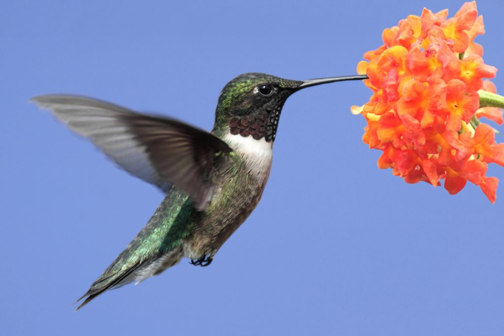 When Do Hummingbirds Leave Louisiana -
