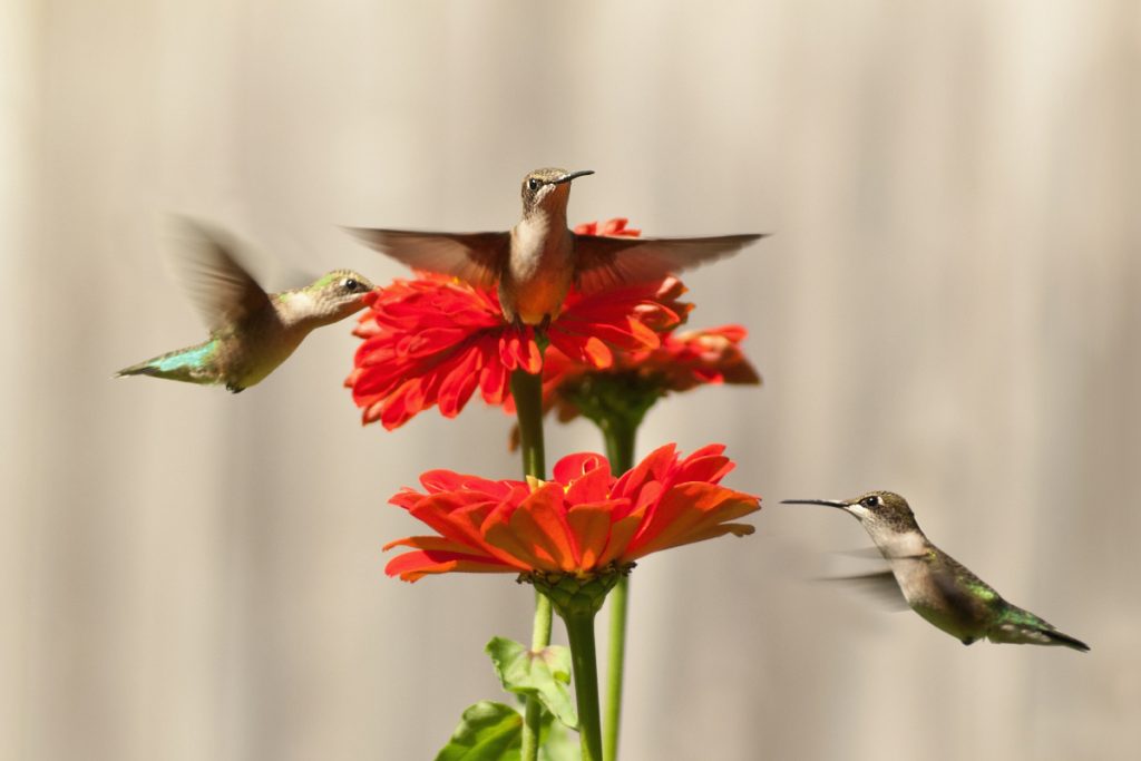 When Do Hummingbirds Leave Wisconsin -