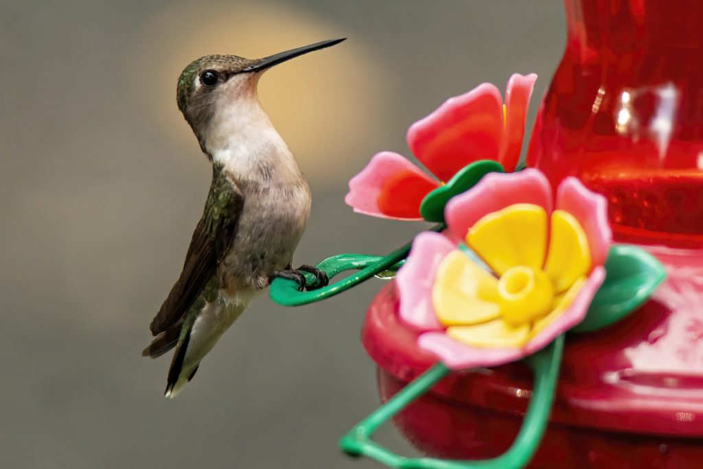 When Should Hummingbird Feeders Be Taken Down In Texas