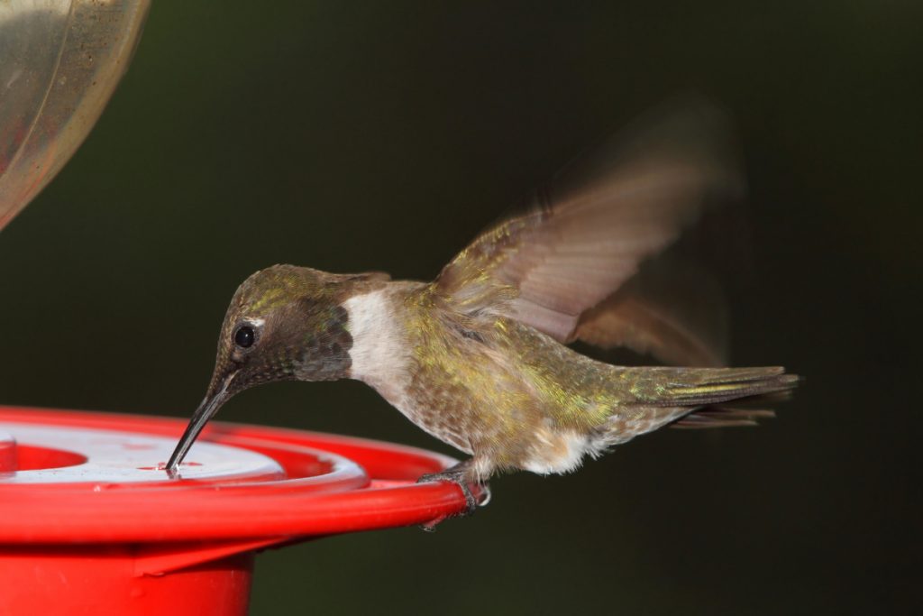 When Should Hummingbird Feeders Be Taken Down In Virginia