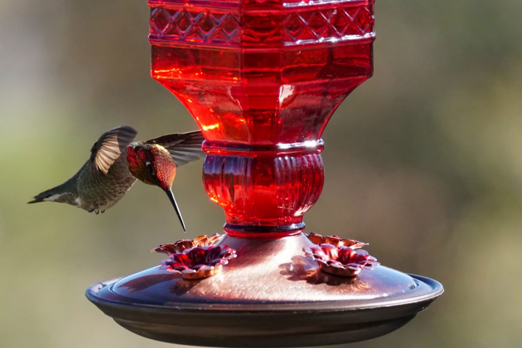 When Should You Hang Up Your Hummingbird Feeders In Colorado
