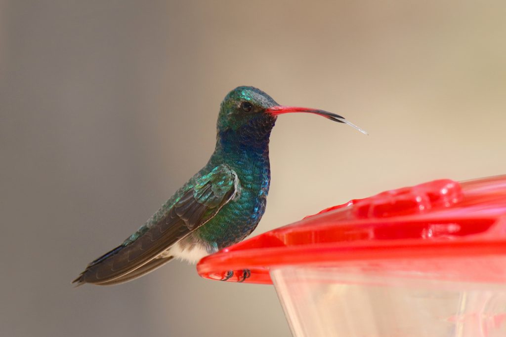 When Should You Put Out Your Hummingbird Feeders In Indiana