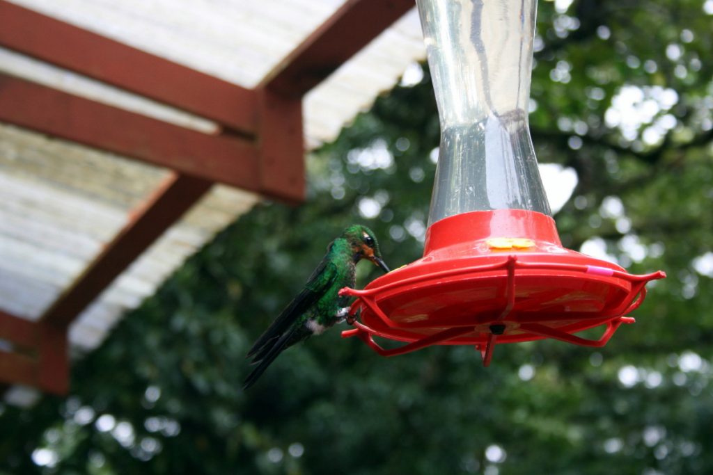 When Should You Take Down Hummingbird Feeders In Wisconsin
