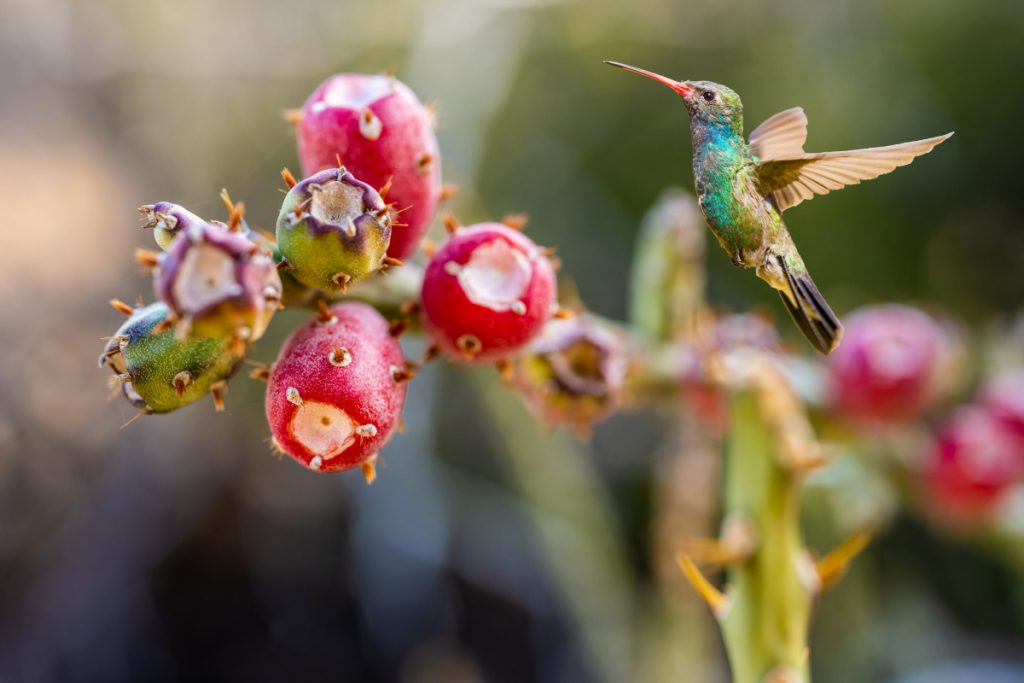 Where Can You Find Hummingbirds In Texas