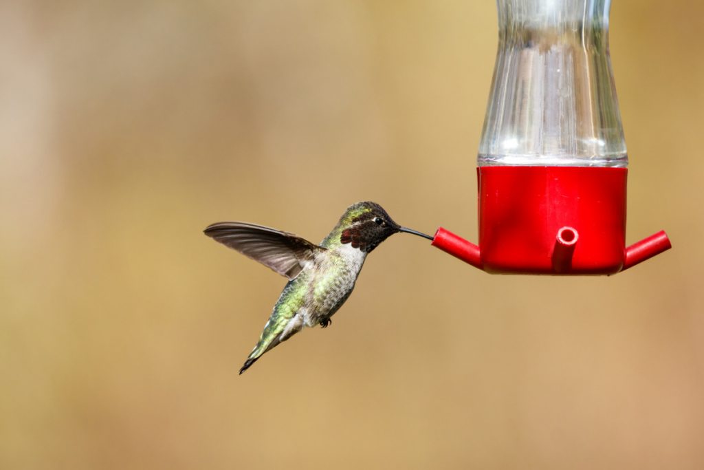 Where Do Indiana Hummingbirds Migrate To In The Winter