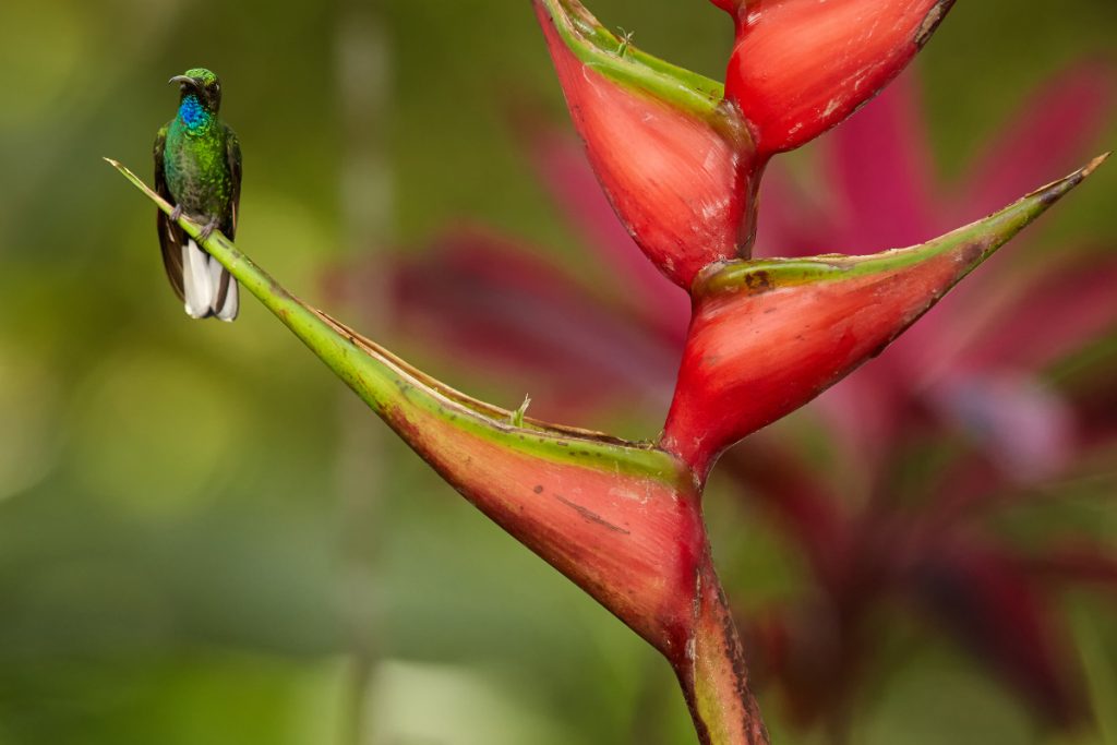 Which Plants Can You Grow To Attract Hummingbirds In Indiana