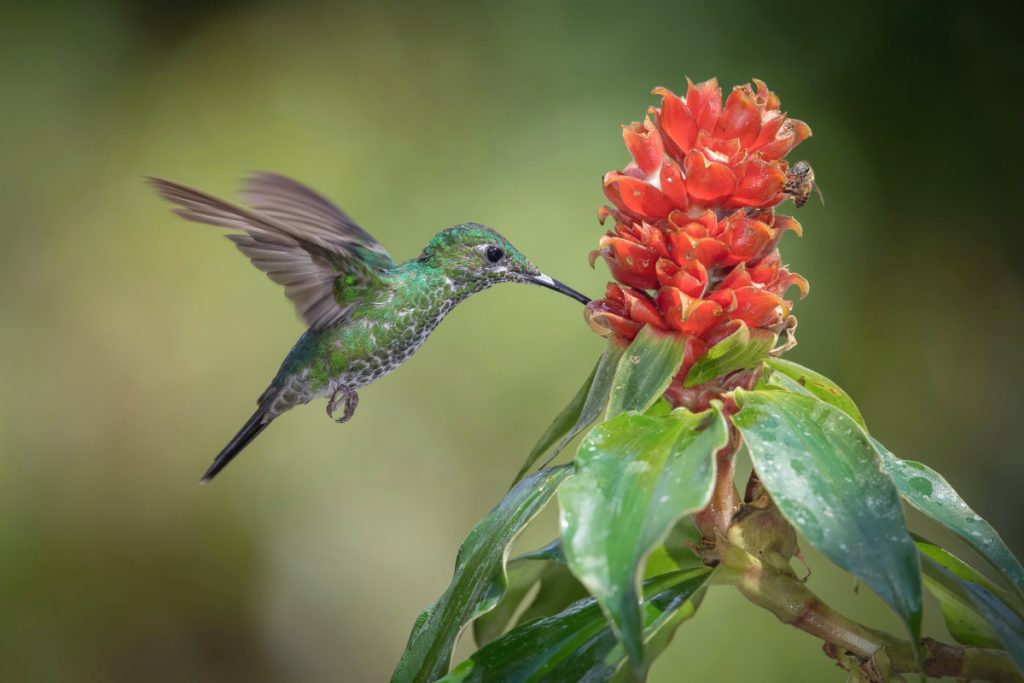 Which Plants Can You Grow To Attract Hummingbirds In Louisiana-
