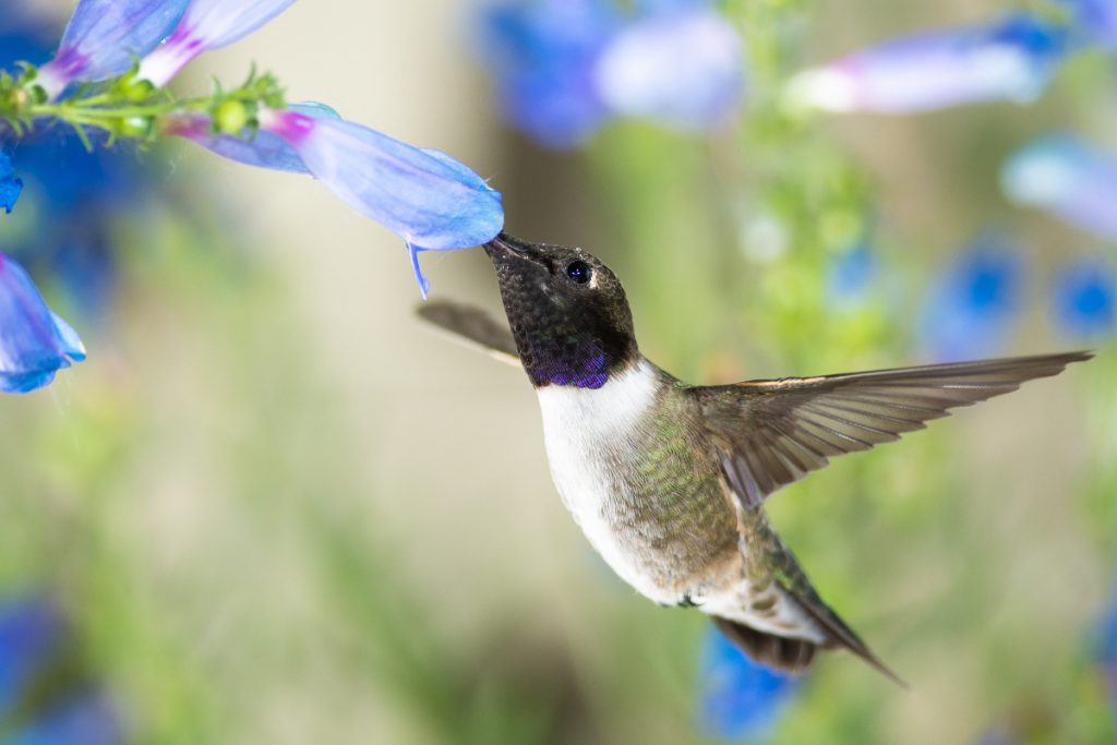 Why Do Hummingbirds Leave Indiana