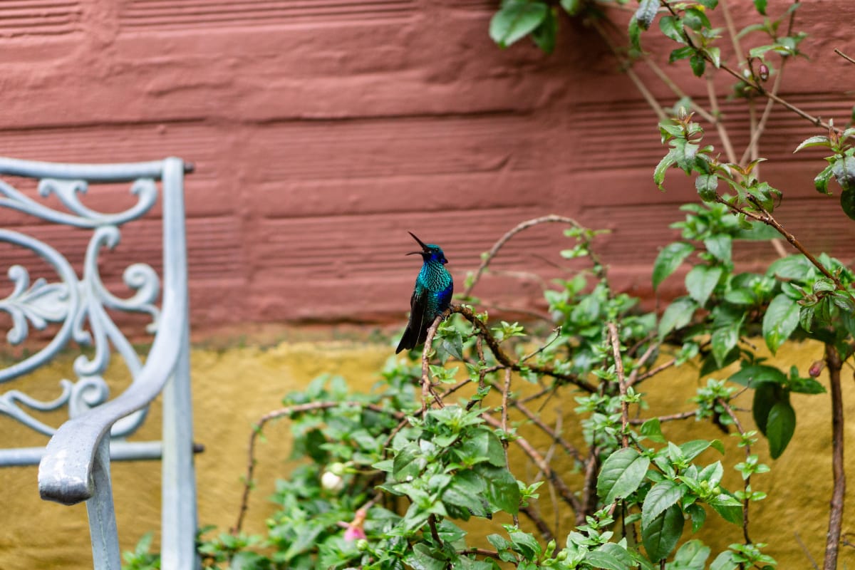 Where Do Hummingbirds Go When It Rains?