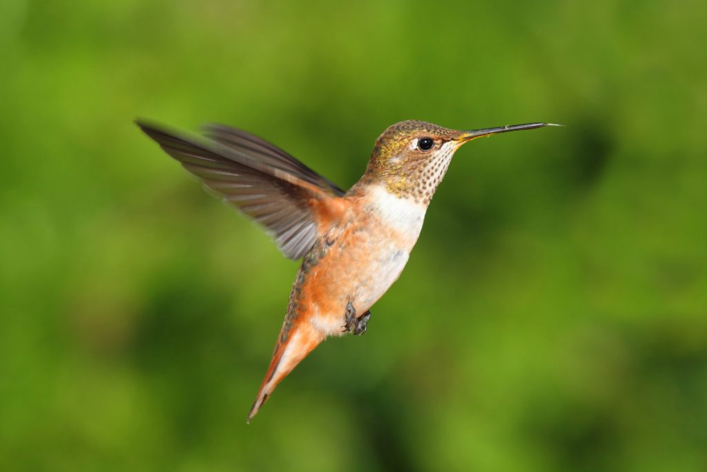 4 Tips for Hummingbird Watching