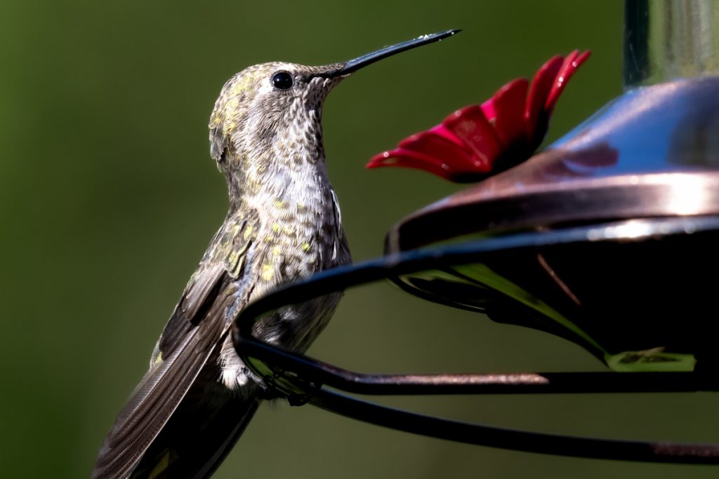 Can Feeders Attract Hummingbirds In Missouri