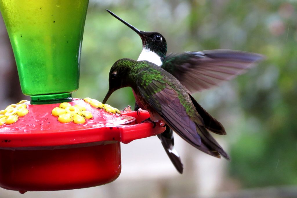 Can Feeders Attract Hummingbirds In Rhode Island