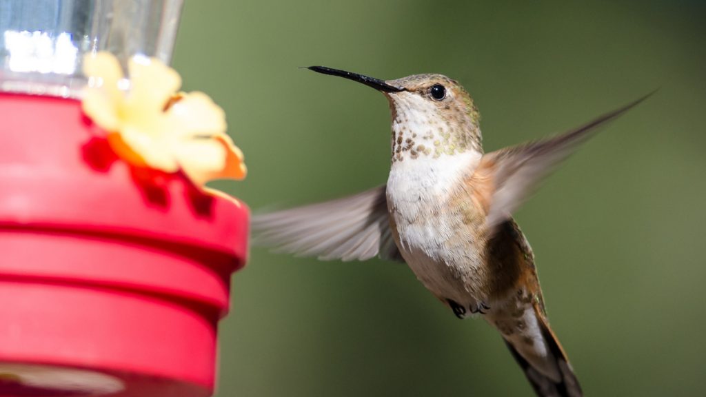 Can You Attract Hummingbirds With Feeders In California