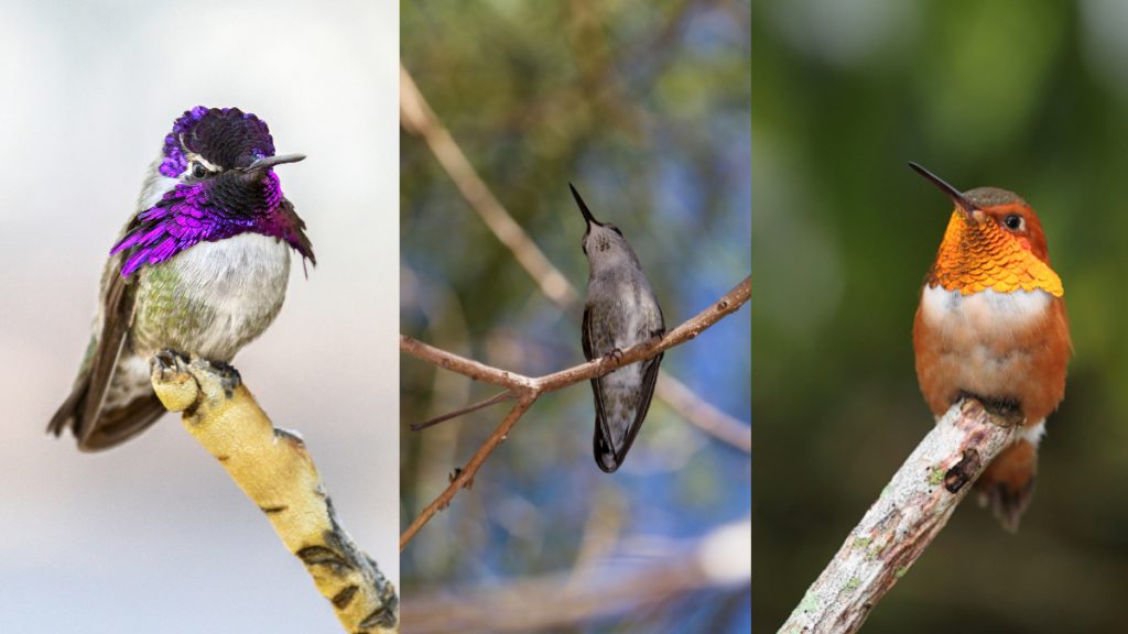Common Hummingbird Species In California - Black-chinned, Rufous, and Costas hummingbirds
