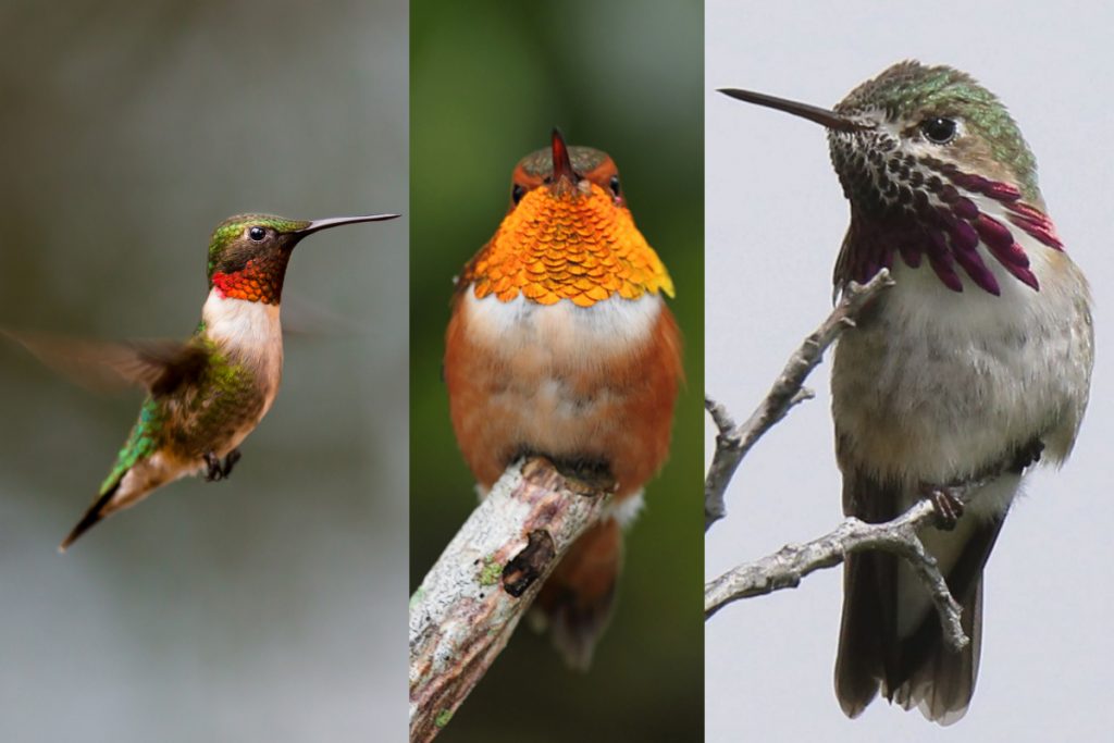 Common Hummingbird Species In Rhode Island