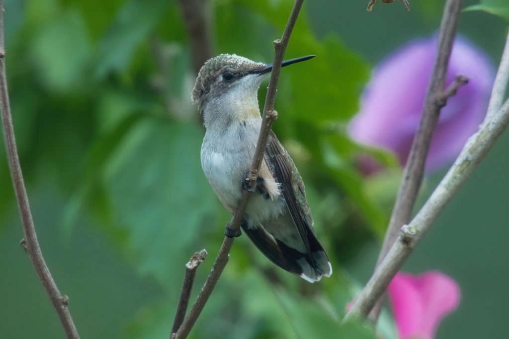 Do Hummingbirds Arrive In Missouri At The Same Time