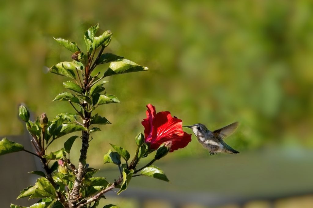 How Can You Prepare For The Arrival Of Hummingbirds