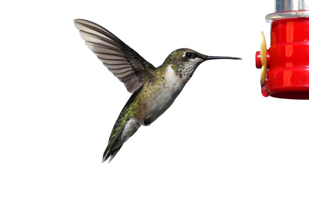 How Can You Prepare For The Arrival Of Hummingbirds In Rhode Island