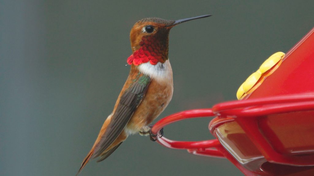 How Long Does It Take a California Hummingbird to Migrate