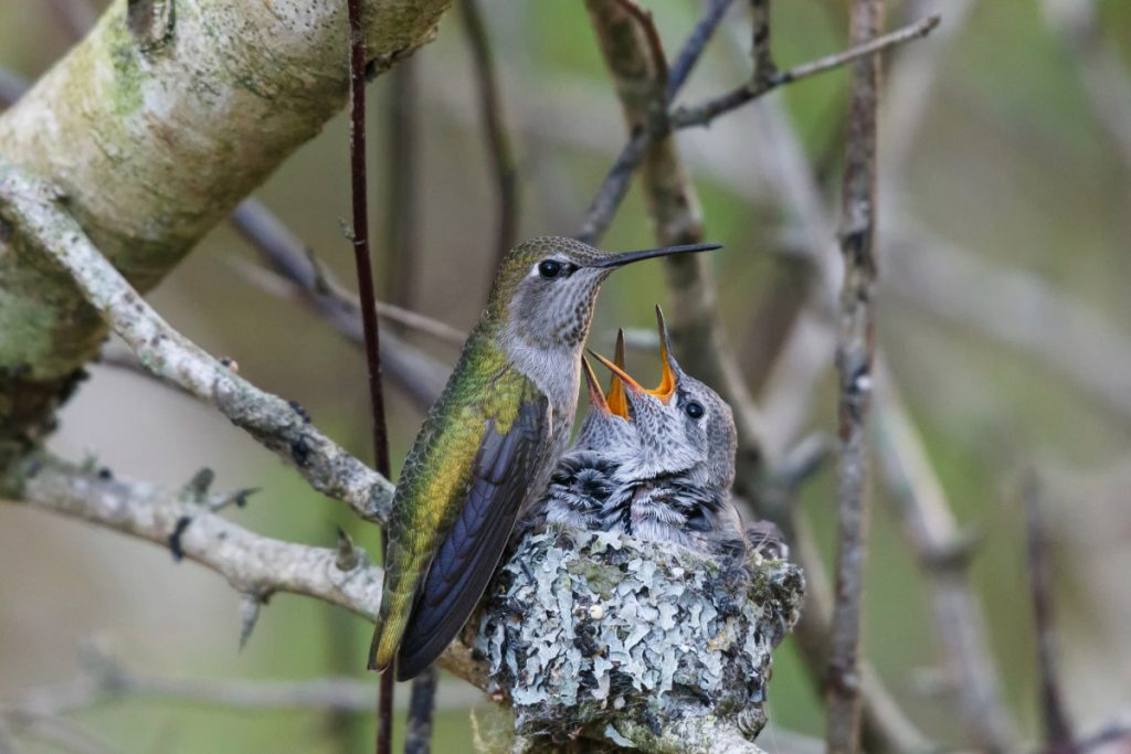 Hummingbirds Build Nests to Safeguard Their Chicks - Hummingbird Behaviors