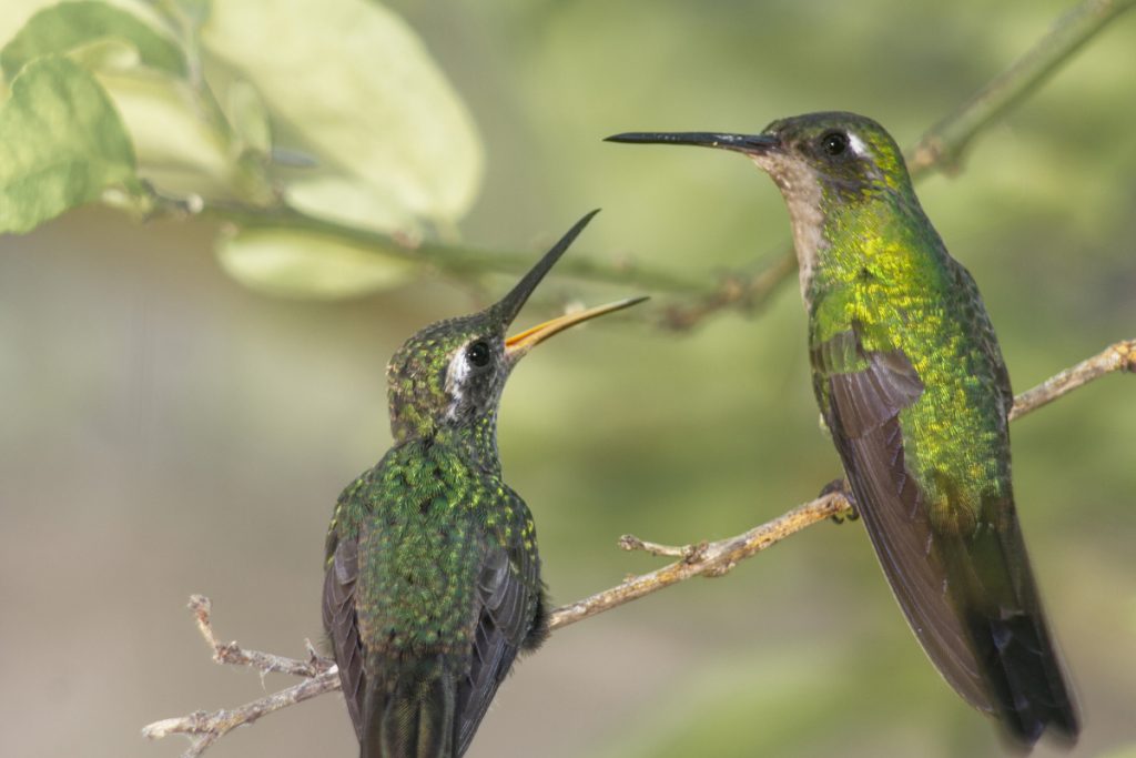 Hummingbirds Communicate Through Varied Vocalizations