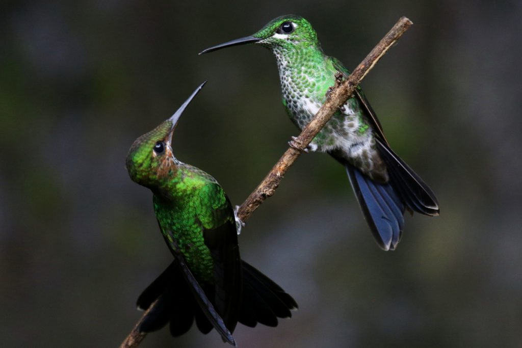 Hummingbirds Display Courtship to Attract the Attention of Female Hummingbirds