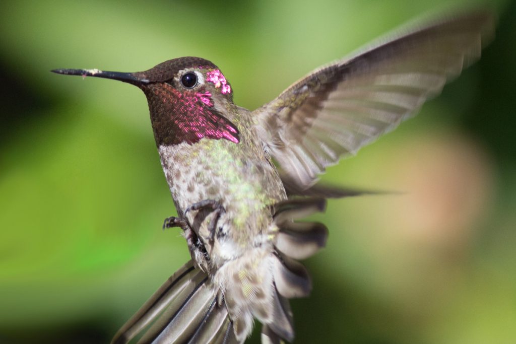 Hummingbirds Engage in Diligent Feather Maintenance for Optimal Flight