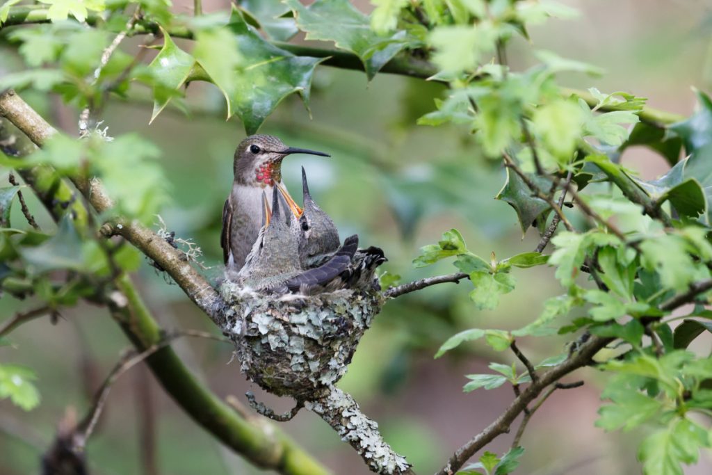 Hummingbirds Forage to Feed Their Chicks Directly