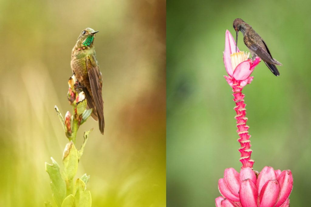 Hummingbirds Migrate to Exploit Seasonal Habitat Advantages - Hummingbird Behaviors