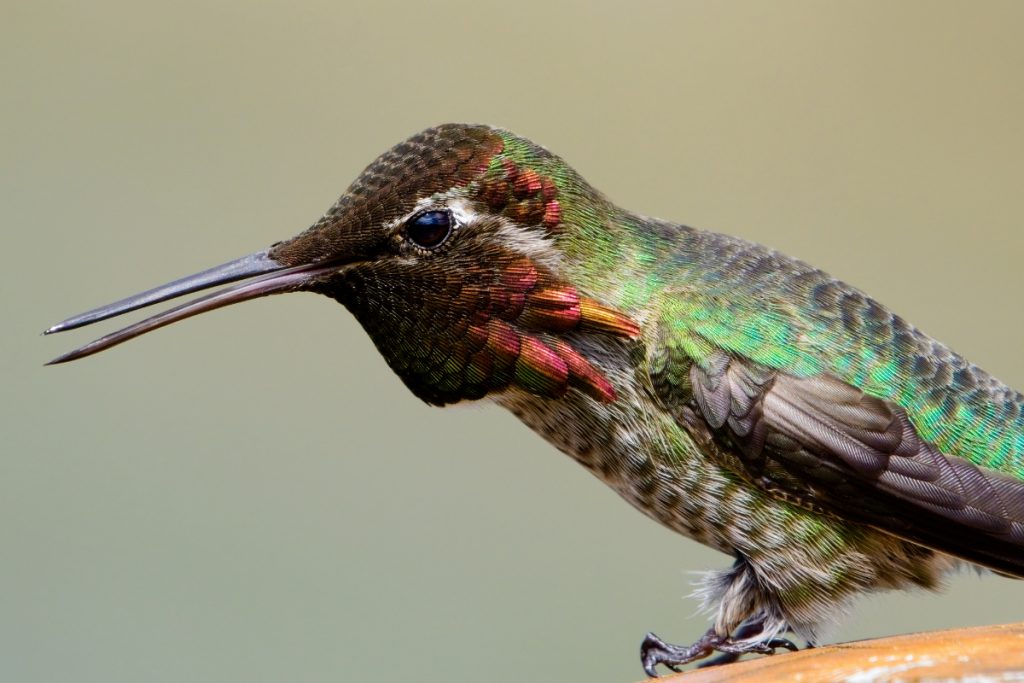 Hummingbirds Open Their Beaks to Perform Various Functions