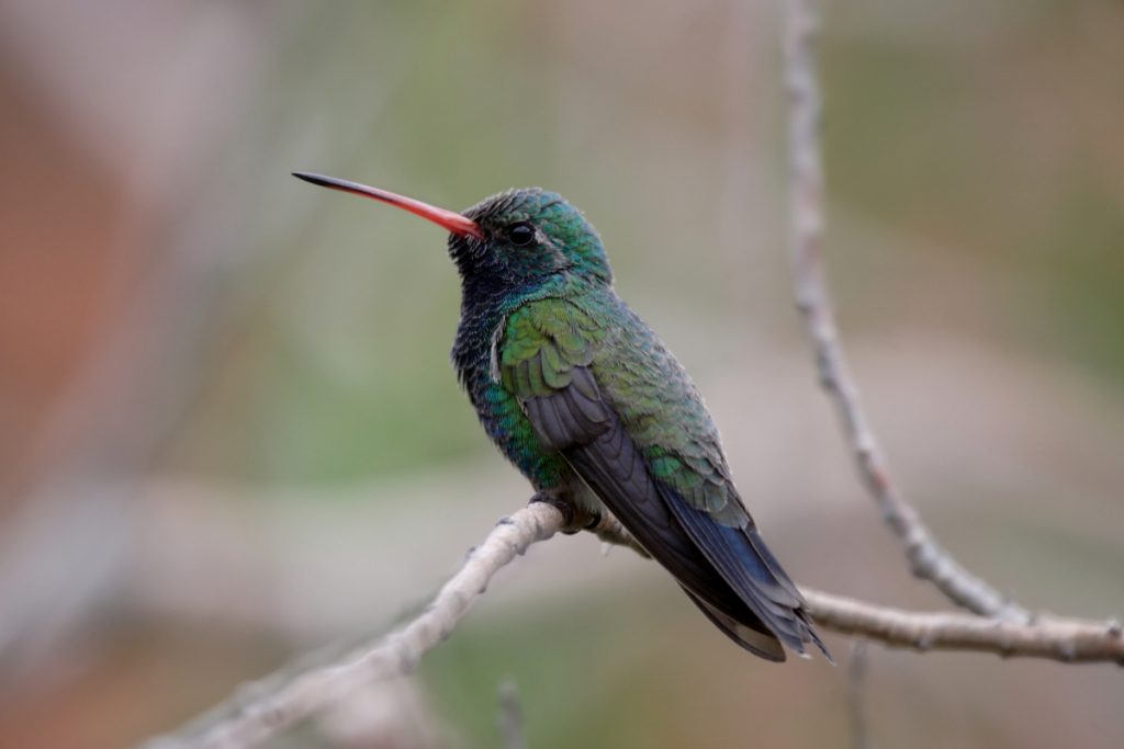 Hummingbirds Pant to Cool Down