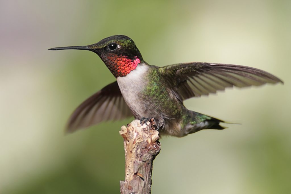 Hummingbirds Shuffle Their Feet for Better Balance