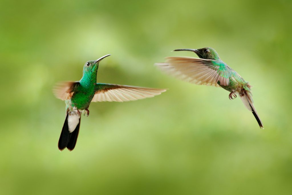 Hummingbirds Use Bills as Dueling Weapons in Battles Over Territories and Mates