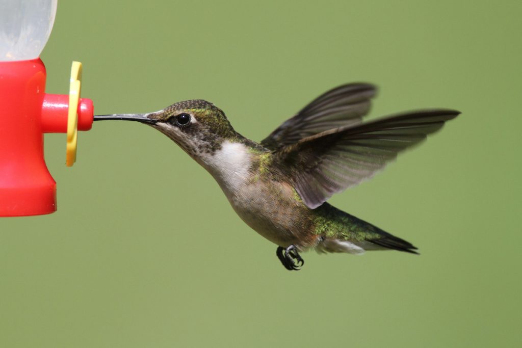 Hummingbirds Use Leap Launches for Swift Takeoffs
